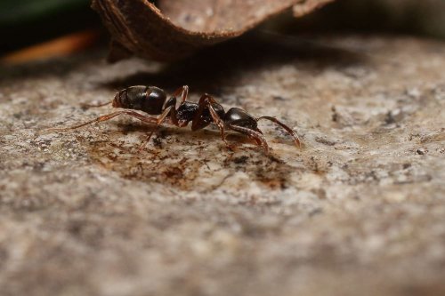 Stinging Ants That May Cause Anaphylaxis Spreading in the US—Here's How to Identify Them