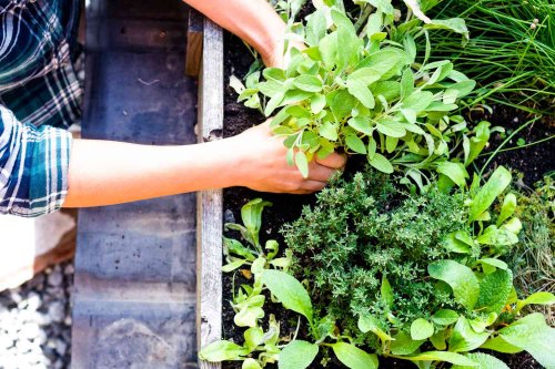 10 Indoor and Outdoor Herb Garden Ideas That Guarantee Fresh Basil, Parsley, and More All Year Round
