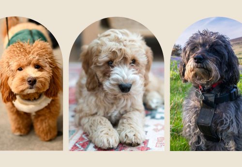 17 Popular Poodle Mixes—Also Called Doodle Dogs—That Prove Why the Breed Is a Favorite