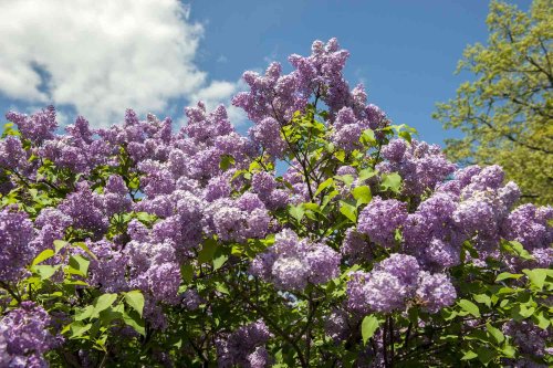 When and How to Prune Lilacs for a Prolific Show of Flowers Year After Year