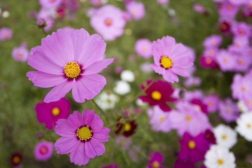 How to Plant and Care for Cosmos—a Whimsical Cut Flower That Blooms All Summer Long
