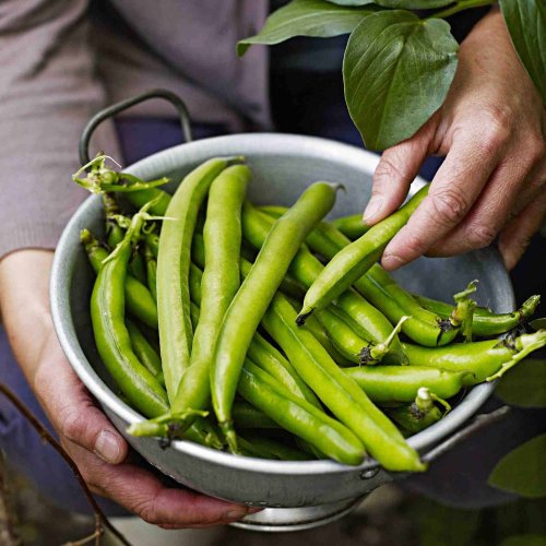 Your Comprehensive Guide to Starting and Cultivating a Vegetable Garden