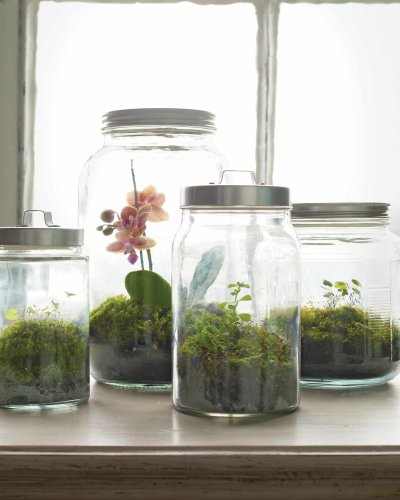 How to Make a Terrarium—and Help Your Miniature Ecosystem Thrive