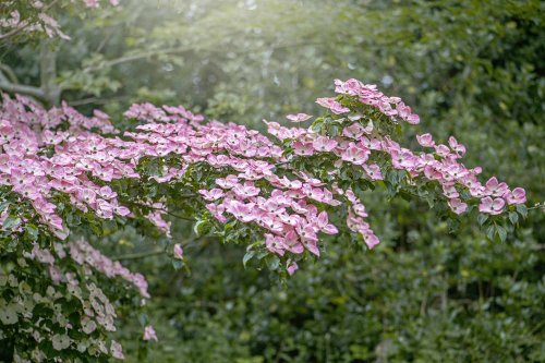 6 Flowering Trees That Will Add Beauty and Fragrance to Your Yard