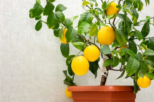 8 Fruits That Thrive in Pots and Containers, From Blueberries to Cherries