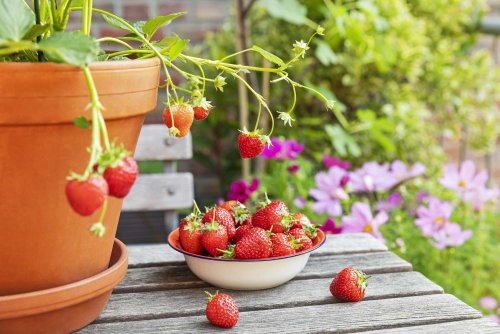 How to Grow Strawberries in Pots and Containers for a Delicious Harvest—No Garden Required