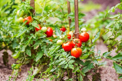 The Difference Between Determinate and Indeterminate Tomatoes—and Which to Grow