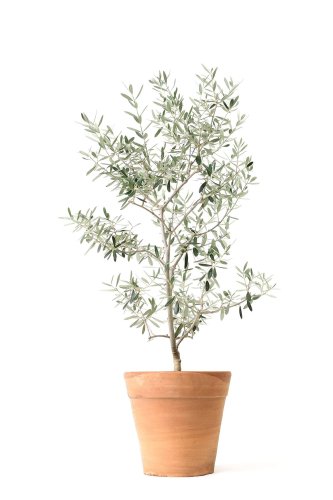 Move Over Fiddle Leaf Fig! Here's Why the Olive Tree Is Our New Favorite Houseplant