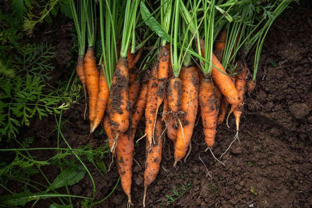 Vegetable gardening - cover