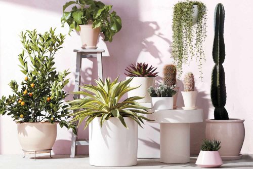 11 Ways to Care for Your Indoor Plants More Sustainably