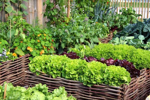 5 Easy-to-Grow Lettuce Varieties to Plant in Your Garden—and How to Care for Each