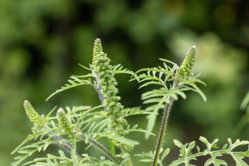 It Could Be a Bad Year for Allergies for Millions Across the US—Here's What to Expect
