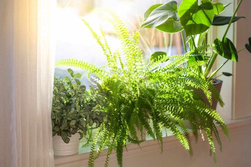15 Plants That Will Transform Your Bedroom Into a Relaxing Oasis