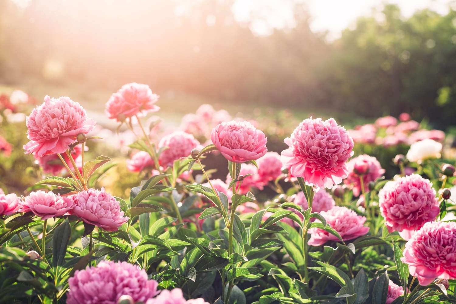 13 Full-Sun Spring Perennials to Plant for a Gorgeous Flower Garden