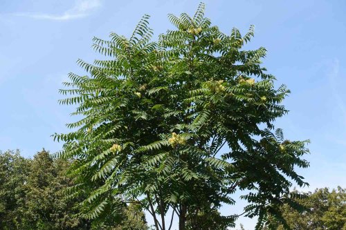 Don't Cut Down This Invasive Tree—Experts Say It Could Make the Problem Much Worse