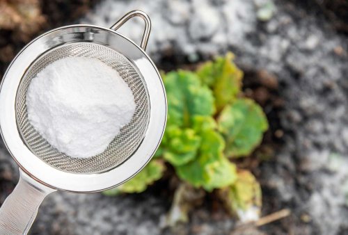 How to Use Baking Soda in Your Garden to Boost Flowers, Deter Pests, Prevent Weeds, and More