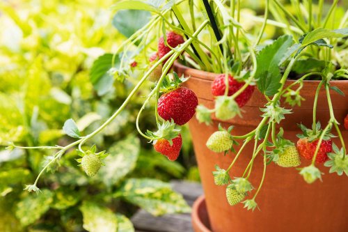 How to Grow Sweet Strawberries That Will Produce Fruit Every Year