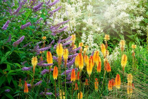 14 Underrated Plants That Will Add an Element of Surprise to Your Garden