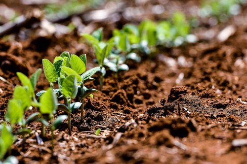 Why You Should Test the pH of Your Soil—and 3 Ways to Do It