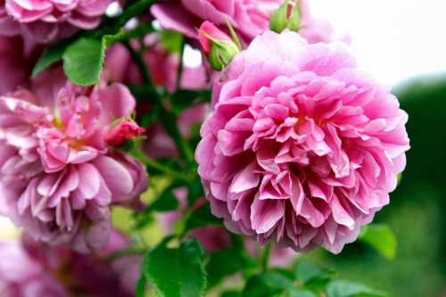 The 11 Most Fragrant Flowers to Plant in Your Garden