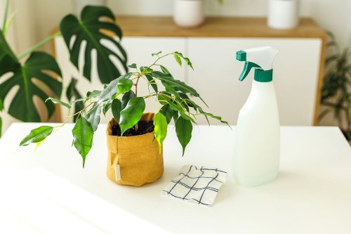 How to Make Insecticidal Soap, a Natural Way to Remove Bugs From Your Houseplants