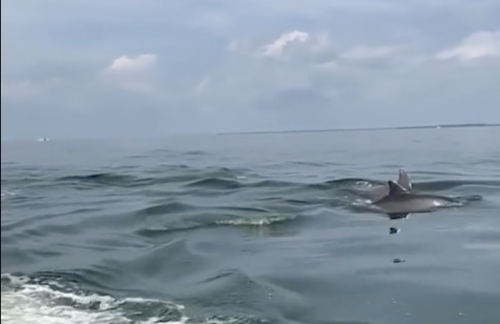 Chesapeake Bay expert says more dolphin sightings means bay is recovering