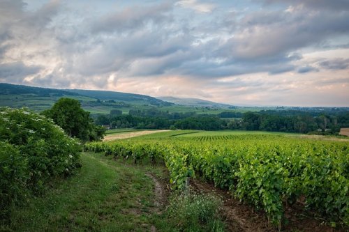 The vineyards of Puglia: Italy’s wine paradise