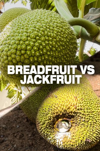 Breadfruit VS Jackfruit: What's the difference?