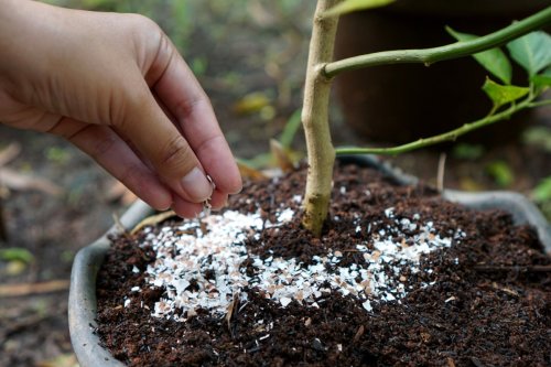 Secrets de jardiniers : Préparez 5 engrais naturels efficaces et économiques