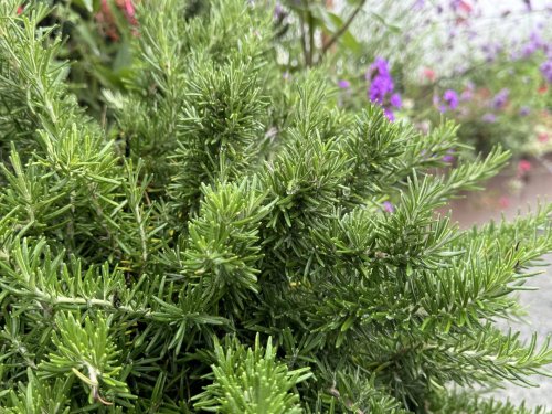 Cette superbe plante couvre-sol va repousser les mauvaises herbes et offrir un beau tapis coloré dans votre jardin (et on peut la planter maintenant !)