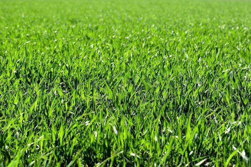 Marre du gazon fragile ? Ce type de gazon est la solution pour un jardin résistant et facile à entretenir