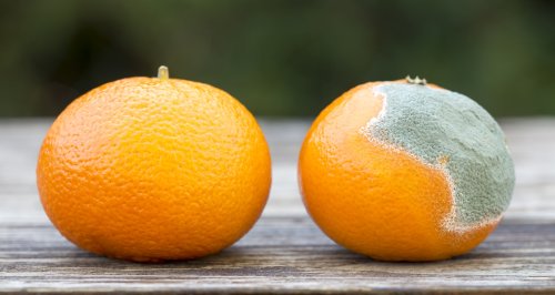 Vos clémentines et mandarines ramollissent et pourrissent trop vite ? Voici l’astuce pour les garder fraîches plusieurs semaines