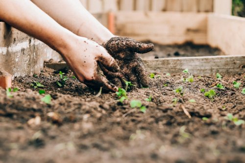 On vous explique comment remplir votre carré potager à moindre frais avec cette méthode hyper efficace