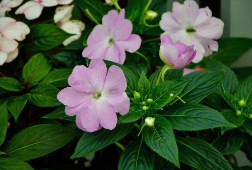 Cette fleur méconnue pourrait bien détrôner les géraniums sur votre balcon