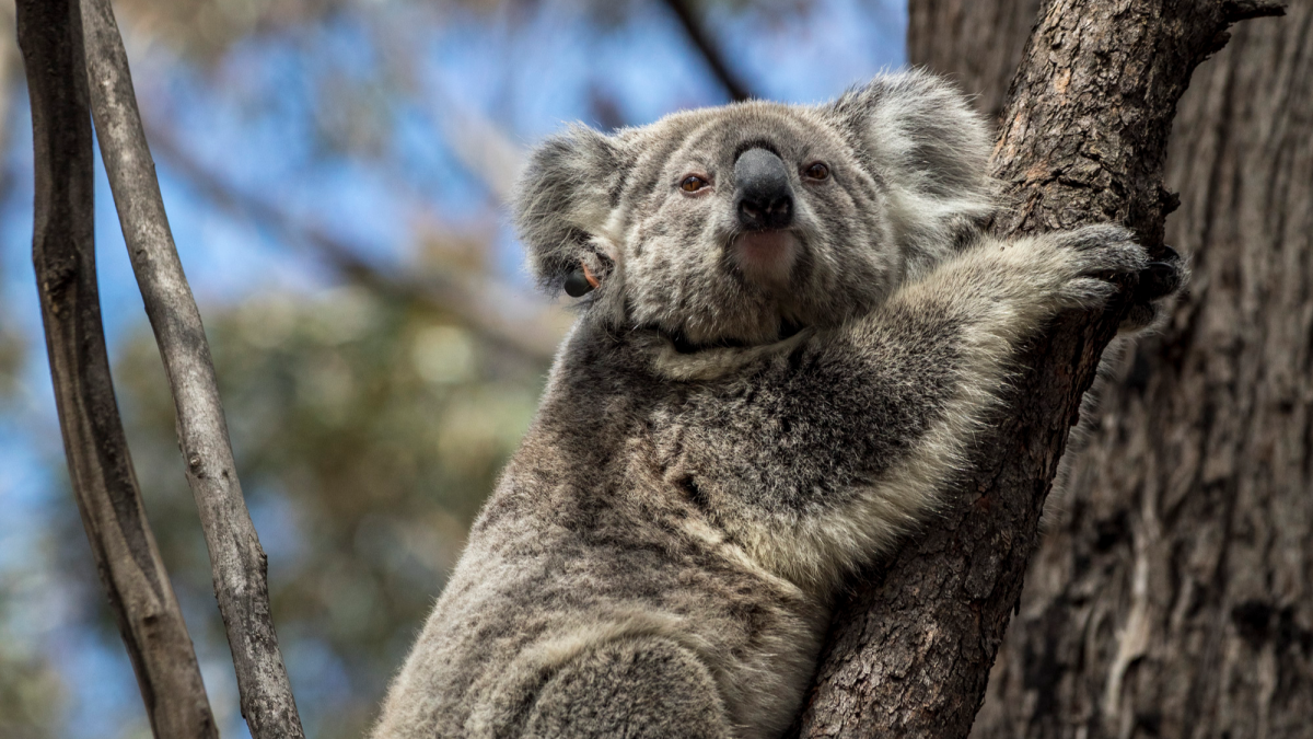 Koalas are being released back into the wild after Australian bushfires