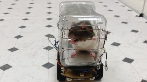 Researchers taught rats how to drive tiny cars and, crucially, there's video