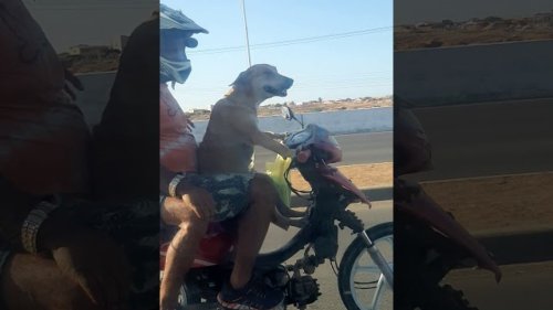 This great dog driving a motorbike on the highway is so happy with life