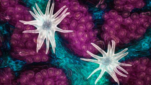 20 extraordinary microscopic photographs that peer beneath the surface