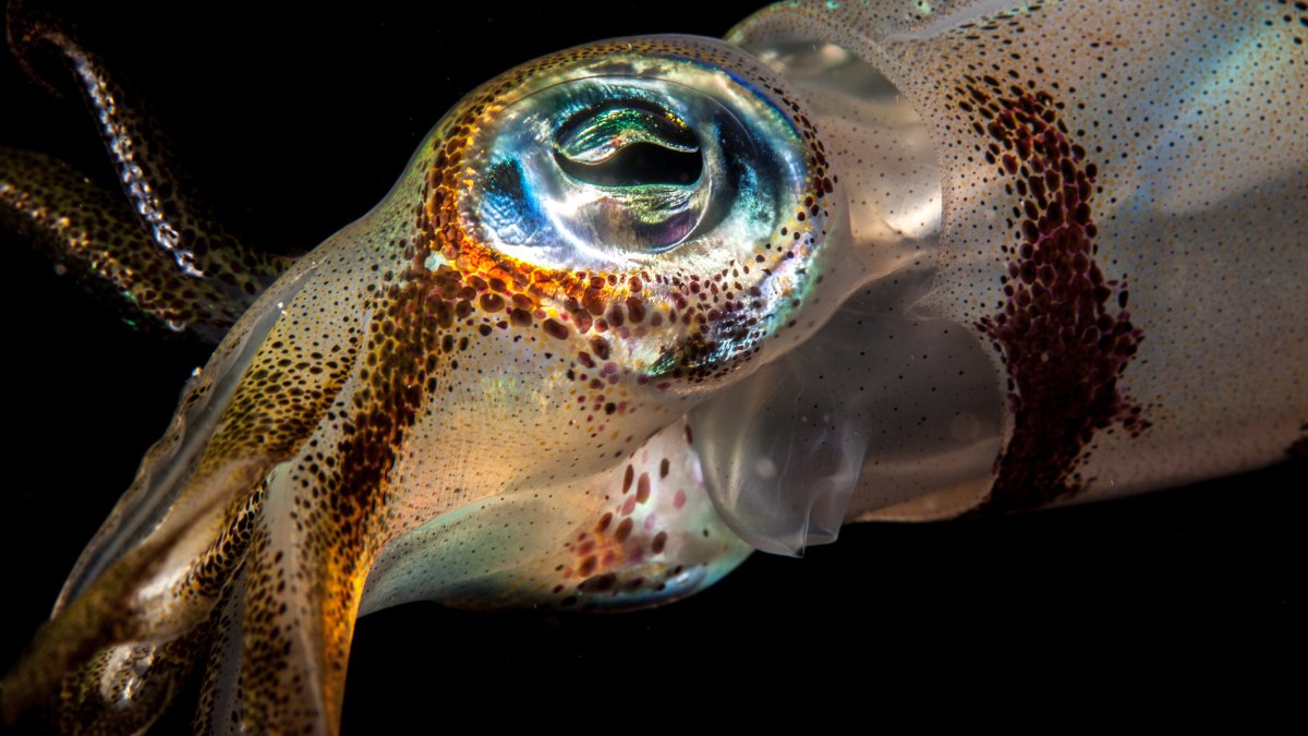 How the warming oceans can blind sea creatures