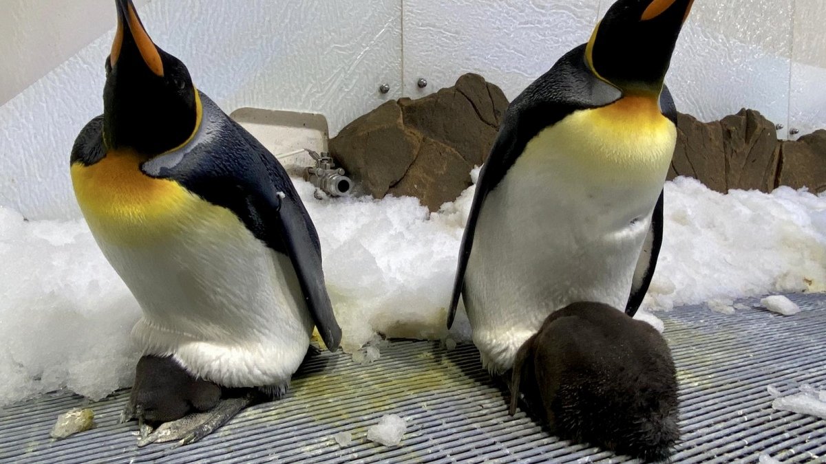 Meet two adorable baby penguins in this aquarium livestream