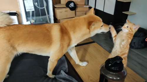 Just a Shiba Inu puppy gently wrestling with a feisty kitten