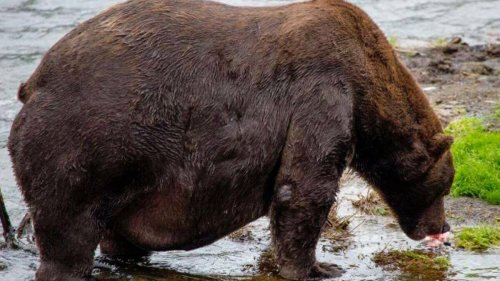 Stunning fat bear wakes up from hibernation and is still huge