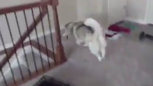 Dog, who has probably never seen stairs, decides a leap of faith is the best course of action