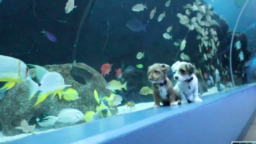 Take a break from stressing and watch these puppies explore an aquarium