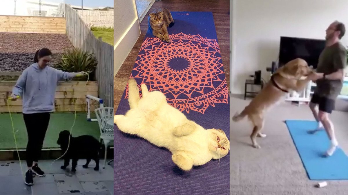 Dogs and cats are refusing to let their humans work out at home, and it's pretty hilarious