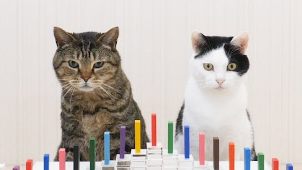 Soothing video of cats and dominoes is the perfect distraction from coronavirus