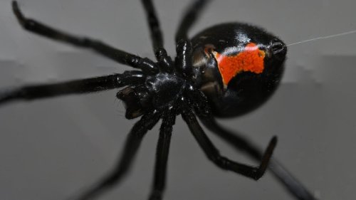 Black widows are vanishing. Here's their new enemy.