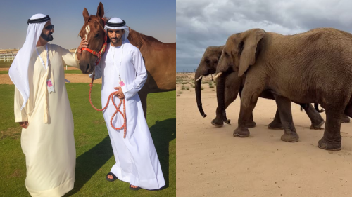 Dubai: Crown Prince Sheikh Hamdan shares rare footage of elephants dancing in rain; Watch