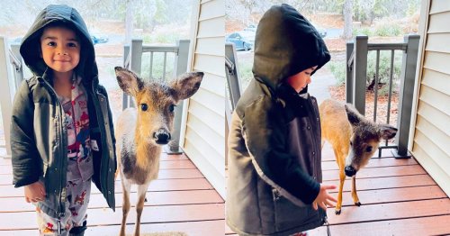 4-year-old goes for a walk in the woods and comes back with a confused deer