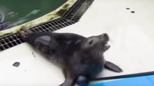 Researchers trained seals to sing 'Twinkle Twinkle' and the 'Star Wars' theme song. NBD.